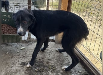 ♥TESSA♥ so liebe, zarte, sensible Hündin, die von ihrem Besitzer im Tierheim abgegeben wurde 58 cm