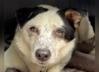 ♥KOBOLD♥ auf Pflegestelle in Essen - hübscher, ganz lieber, sensibler Hundejunge 51 cm