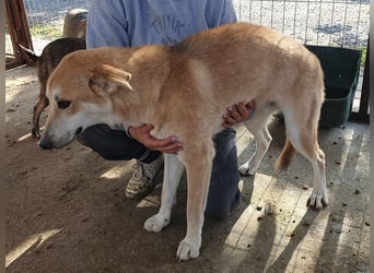 ♥RANDY♥ wunderschöner creme-weißer, anfangs noch zurückhaltender, ganz lieber Jungrüde 57 cm