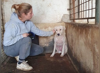 ♥MICHA♥ süßer, ganz sanfter, zurückhaltender, aber völlig erschöpfter und viel zu dünner Rüde 53 cm