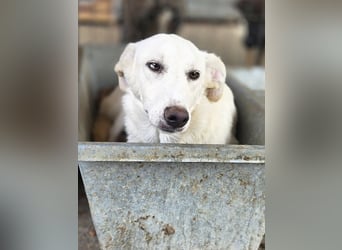 ♥BIANCA♥ fröhliche, verspielte und verschmuste Junghündin, die sich nach Zuwendung sehnt 55 cm