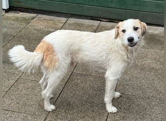 ♥MARLON♥ auf Pflegestelle bei Köln - hübscher, sehr menschenbezogener, kluger und aktiver Rüde 54 cm