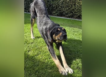 ♥STELLA♥ auf Pflegestelle bei Leverkusen -unglaublich menschenbezogene, aktuell zu dünne Hündin 60cm