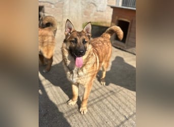 ⭐️TINNI⭐️, tolle Malinois-Mix Hündin, 1 Jahr, 53 cm, Mischling, Tierschutz Rumänien