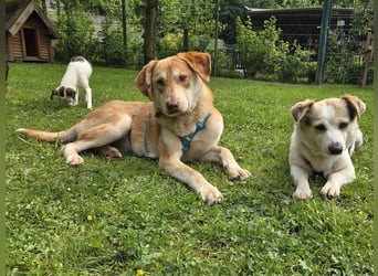 ♥GHANDI♥ neu auf Pflegestelle bei Köln - wunderbarer, ganz menschenbezogener Rüde 57 cm
