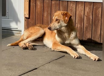 ♥GHANDI♥ neu auf Pflegestelle bei Köln - wunderbarer, ganz menschenbezogener Rüde 57 cm
