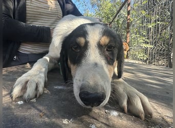 ♥LAILA♥ anfangs noch schüchterne, sehr hübsche Tricolor-Hündin mit feinen Dalmatinerflecken 51 cm