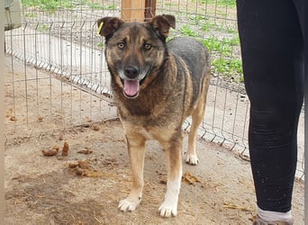 ♥NANDO♥ wunderbarer, ganz aufgeschlossener Rüde - eine wahre Frohnatur 53 cm