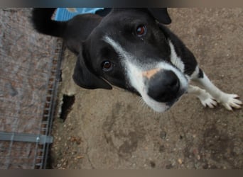 ⭐️YASIN⭐️, Traumtyp, Rüde, 2,5 Jahre, 56 cm, Mischling, Tierschutz Rumänien