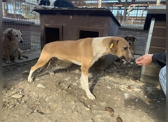 ♥OLIVIA♥ zuckersüße, sehr liebe Hündin, die im Tierheim anfangs noch vorsichtig ist 59 cm