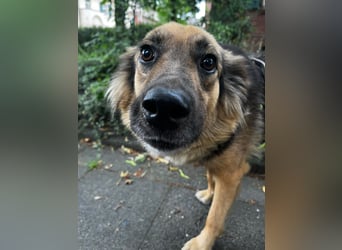 DIANA, coole Begleiterin, 4 Jahre, 55 cm, Pflegestelle Duisburg, Tierschutz Rumänien