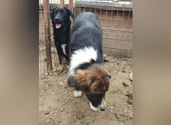 ♥MIA♥ ganz zutrauliche, verschmuste, wunderschöne tricolor-Hündin 56 cm