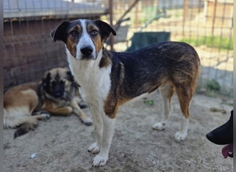 ♥MAIK♥ wunderschöner dreifarbiger, ganz lieber, noch etwas unsicherer Jungrüde 55 cm