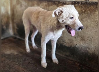 ♥MICHA♥ süßer, ganz sanfter, zurückhaltender, aber völlig erschöpfter und viel zu dünner Rüde 53 cm