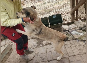 ♥QUENTIN♥ unglaublich menschenbezogener, verschmuster Rüde, der schon ein Zuhause hatte 55 cm