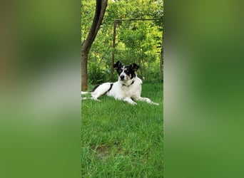 ♥AMANDA♥ auf Pflegestelle in Köln - süße, verschmuste und unkomplizierte Hündin 54 cm