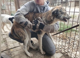NOTFALL ♥MAJA♥ wunderschöne gestromte, ganz liebe Hündin, die gemobbt wird 60cm