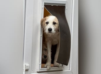 ♥MARLON♥ auf Pflegestelle bei Köln - hübscher, sehr menschenbezogener, kluger und aktiver Rüde 54 cm