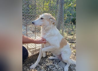 ♥CINDY♥ wunderschöne, neugierige Hündin, die noch unsicher im Umgang mit Menschen ist 54 cm