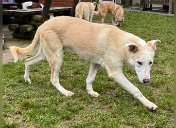 ♥SEPPI♥ auf Pflegestelle bei Köln - süßer, ganz lieber, etwas unsicherer Junior 59 cm