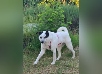 ♥KOBOLD♥ auf Pflegestelle in Essen - hübscher, ganz lieber, sensibler Hundejunge 51 cm