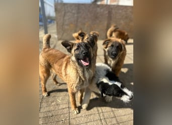 ⭐️TINNI⭐️, tolle Malinois-Mix Hündin, 1 Jahr, 53 cm, Mischling, Tierschutz Rumänien