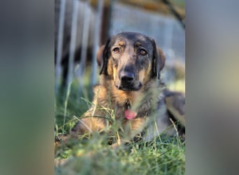 AMY, liebe Frohnatur, 2,5 Jahre, 59 cm, Mischling, Pflegestelle 57635, Tierschutz Rumänien