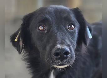 ♥MAURILIO♥ zuckersüßer, sanfter, noch vorsichtiger Rüde, der schon 3 Jahre im Tierheim lebt 55 cm