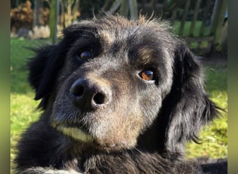 ♥SVENJA♥ neu auf Pflegest bei Leverkusen - wunderschöne, verschmuste Hündin mit längerem Fell 54cm