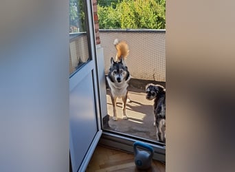PUCKI, Husky-Border Collie-Mix, 7 Jahre, 60 cm, Pflegestelle Düsseldorf, Tierschutz