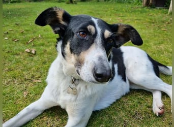 ♥AMANDA♥ auf Pflegestelle in Köln - süße, verschmuste und unkomplizierte Hündin 54 cm