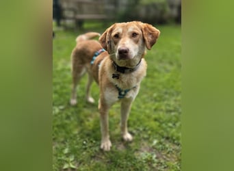 ♥GHANDI♥ neu auf Pflegestelle bei Köln - wunderbarer, ganz menschenbezogener Rüde 57 cm