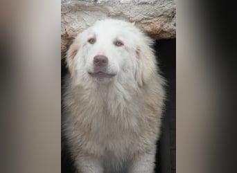 ⭐️DEXI⭐️, schüchterne Schönheit, Hündin, 1,5 Jahre, ca. 55cm, Mischling, Tierschutz Rumänien