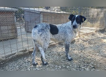 ♥NELIA♥ hübsche, weiß gepunktete, süße Hündin mit einem sensiblen, zurückhaltenden Wesen 56 cm