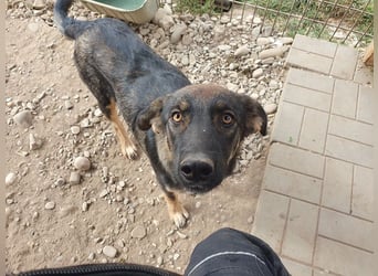 ♥MATTEO♥ wunderschöner, verschmuster, anhänglicher Junior mit leuchtend braunen Augen 52 cm