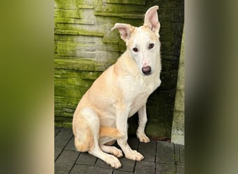 ♥SEPPI♥ auf Pflegestelle bei Köln - süßer, ganz lieber, etwas unsicherer Junior 59 cm