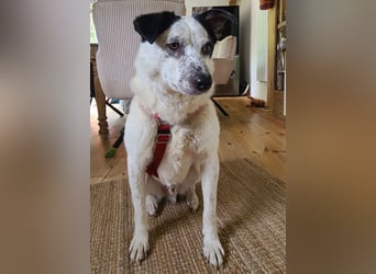 ♥KOBOLD♥ auf Pflegestelle in Essen - hübscher, ganz lieber, sensibler Hundejunge 51 cm