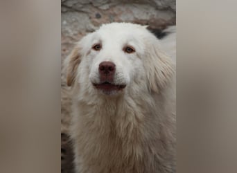 ⭐️DEXI⭐️, schüchterne Schönheit, Hündin, 1,5 Jahre, ca. 55cm, Mischling, Tierschutz Rumänien