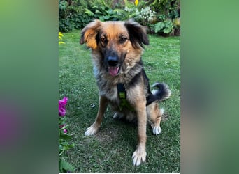 DIANA, coole Begleiterin, 4 Jahre, 55 cm, Pflegestelle Duisburg, Tierschutz Rumänien