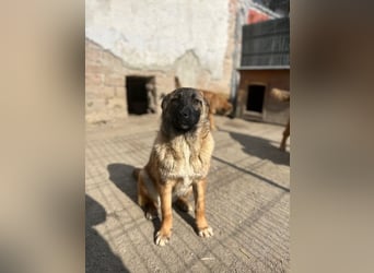 ⭐️TINNI⭐️, tolle Malinois-Mix Hündin, 1 Jahr, 53 cm, Mischling, Tierschutz Rumänien