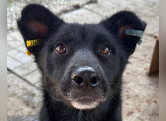 ♥KINDRA♥ süße, total liebe, verschmuste und unaufdringliche Hündin 55 cm