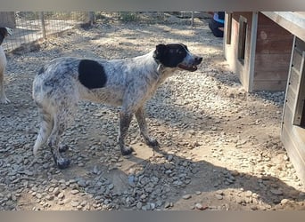 ♥NELIA♥ hübsche, weiß gepunktete, süße Hündin mit einem sensiblen, zurückhaltenden Wesen 56 cm