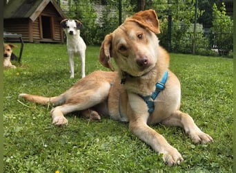 ♥GHANDI♥ neu auf Pflegestelle bei Köln - wunderbarer, ganz menschenbezogener Rüde 57 cm