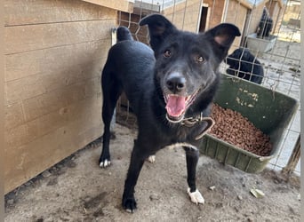 ♥TABEA♥ so liebe,verschmuste, lustige Hündin,die von ihrem Besitzer im Tierheim abgegeben wurde 57cm