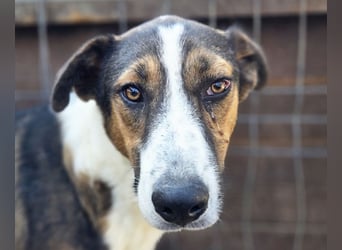 ♥MAIK♥ wunderschöner dreifarbiger, ganz lieber, noch etwas unsicherer Jungrüde 55 cm
