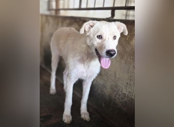 ♥MICHA♥ süßer, ganz sanfter, zurückhaltender, aber völlig erschöpfter und viel zu dünner Rüde 53 cm