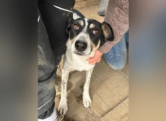 ♥AMANDA♥ süße, anhängliche, verschmuste und unkomplizierte Hündin 54 cm