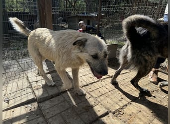 ♥SUMMER♥ unfassbar zutrauliche, anhängliche Hündin mit ihrem einzigartigen Aussehen 57 cm