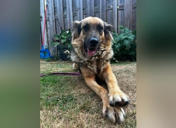 DIANA, coole Begleiterin, 4 Jahre, 55 cm, Pflegestelle Duisburg, Tierschutz Rumänien