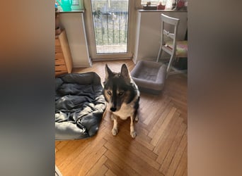 PUCKI, Husky-Border Collie-Mix, 7 Jahre, 60 cm, Pflegestelle Düsseldorf, Tierschutz